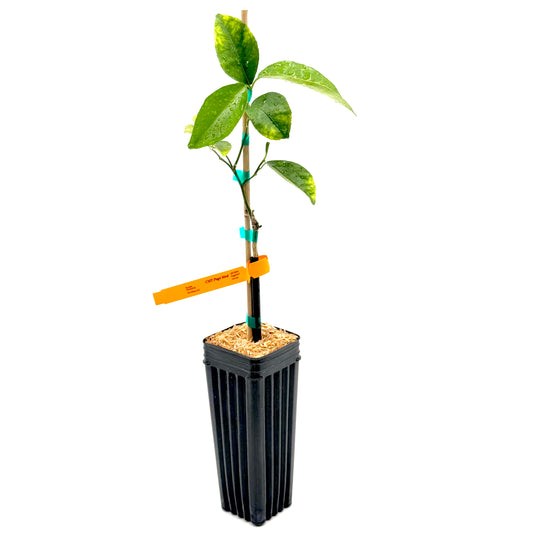 Page Mandarin Tree