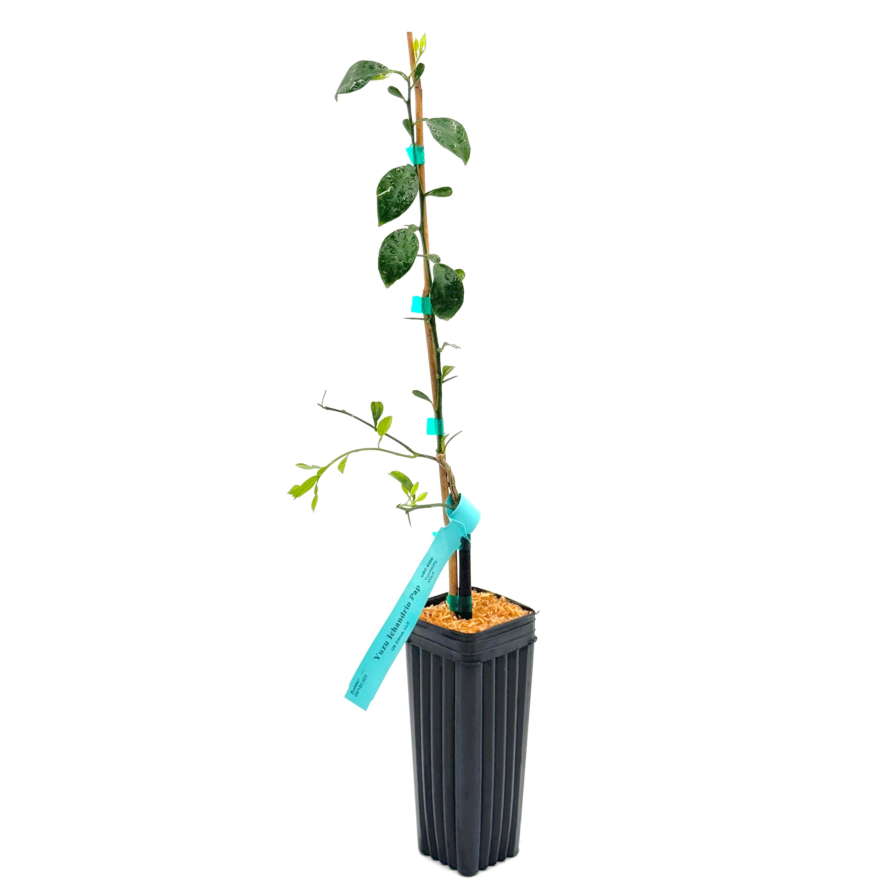 Yuzu Ichandrin Tree