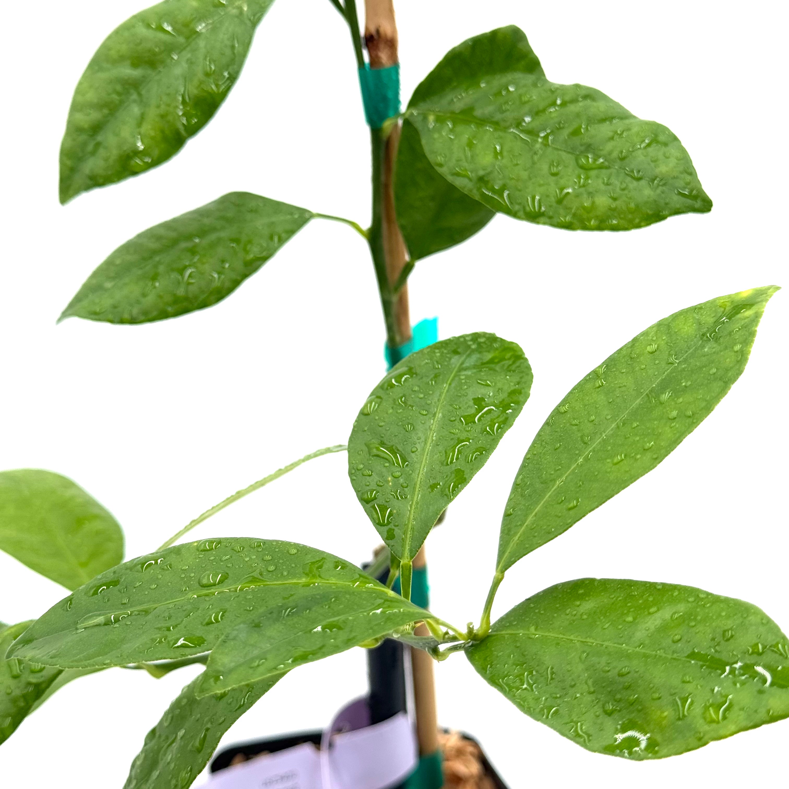 Calamondin Tree