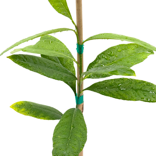 Etrog Citron Tree