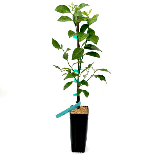 Ponkan Mandarin Tree