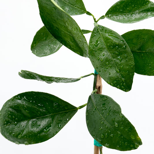 Marrs Orange Tree