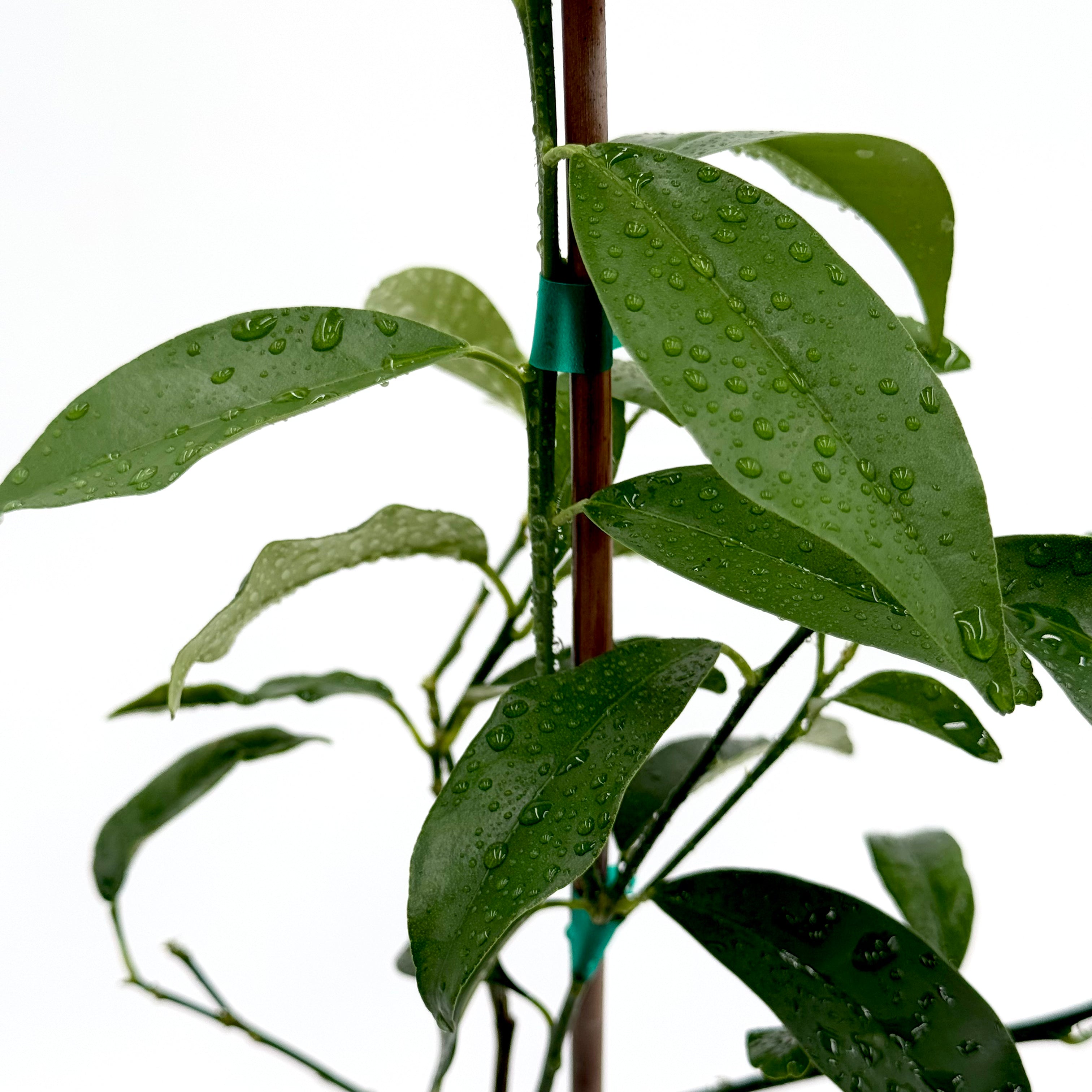 Nagami Kumquat Tree