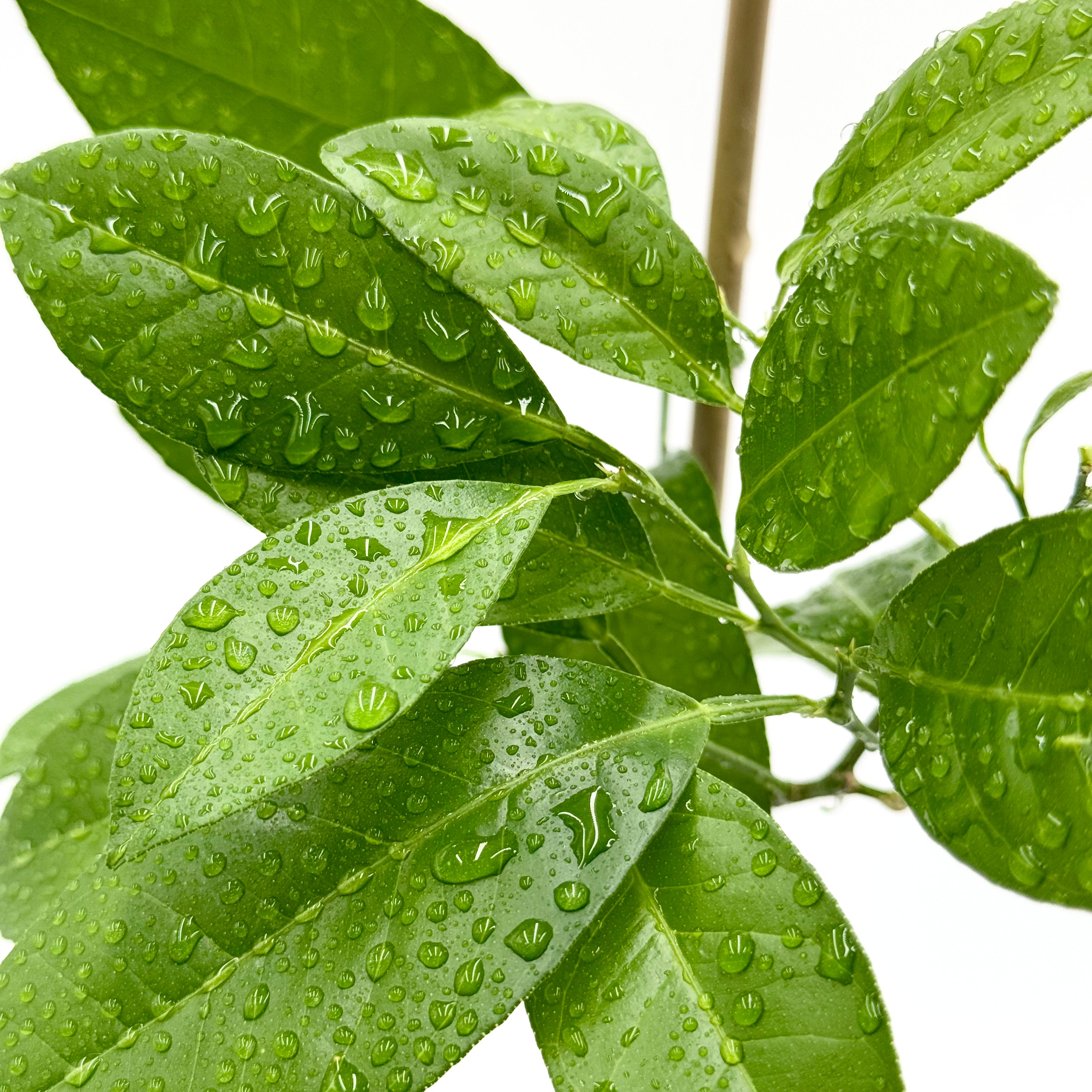 Rangpur Lime Tree