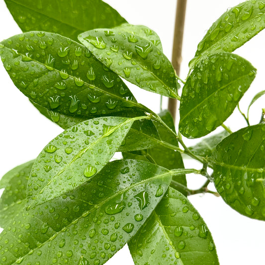Rangpur Lime Tree