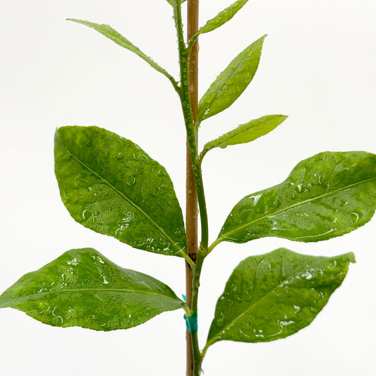 Eureka Lemon Tree