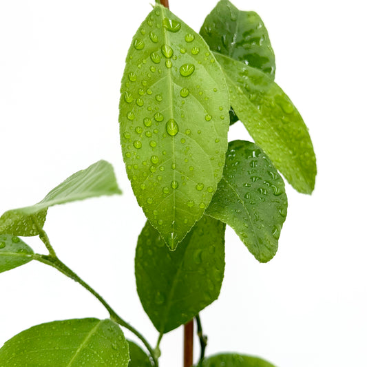 Meyer Lemon Tree