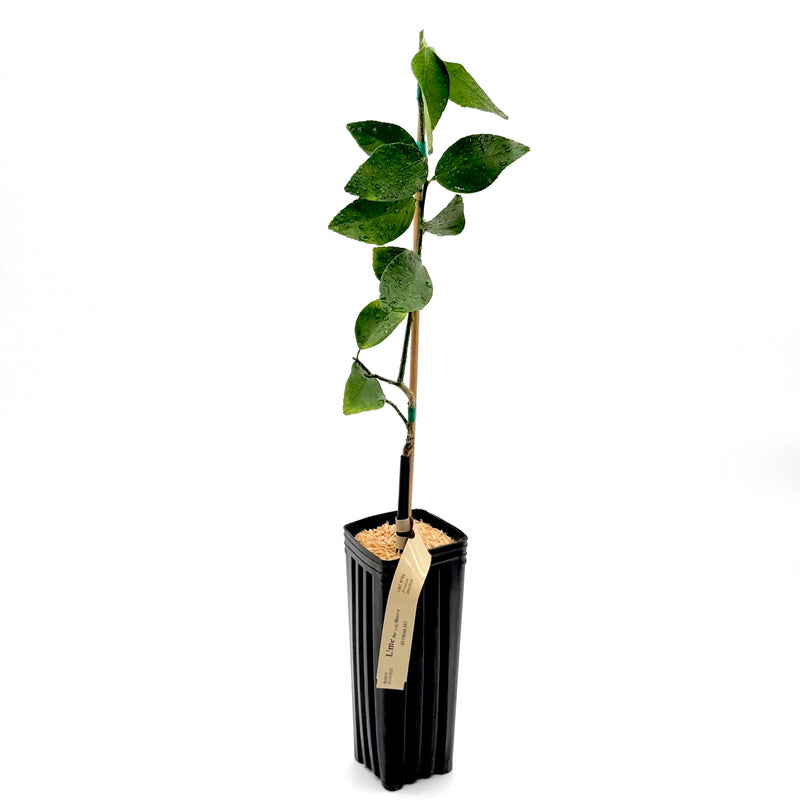 Persian (Bearss) Lime Tree