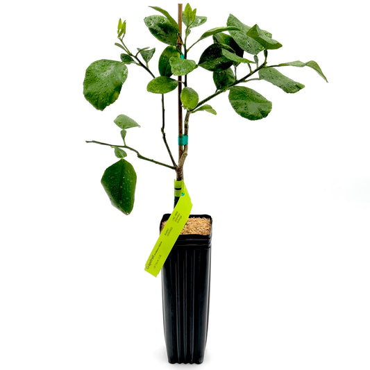 Oroblanco (Pomelo) Grapefruit Tree