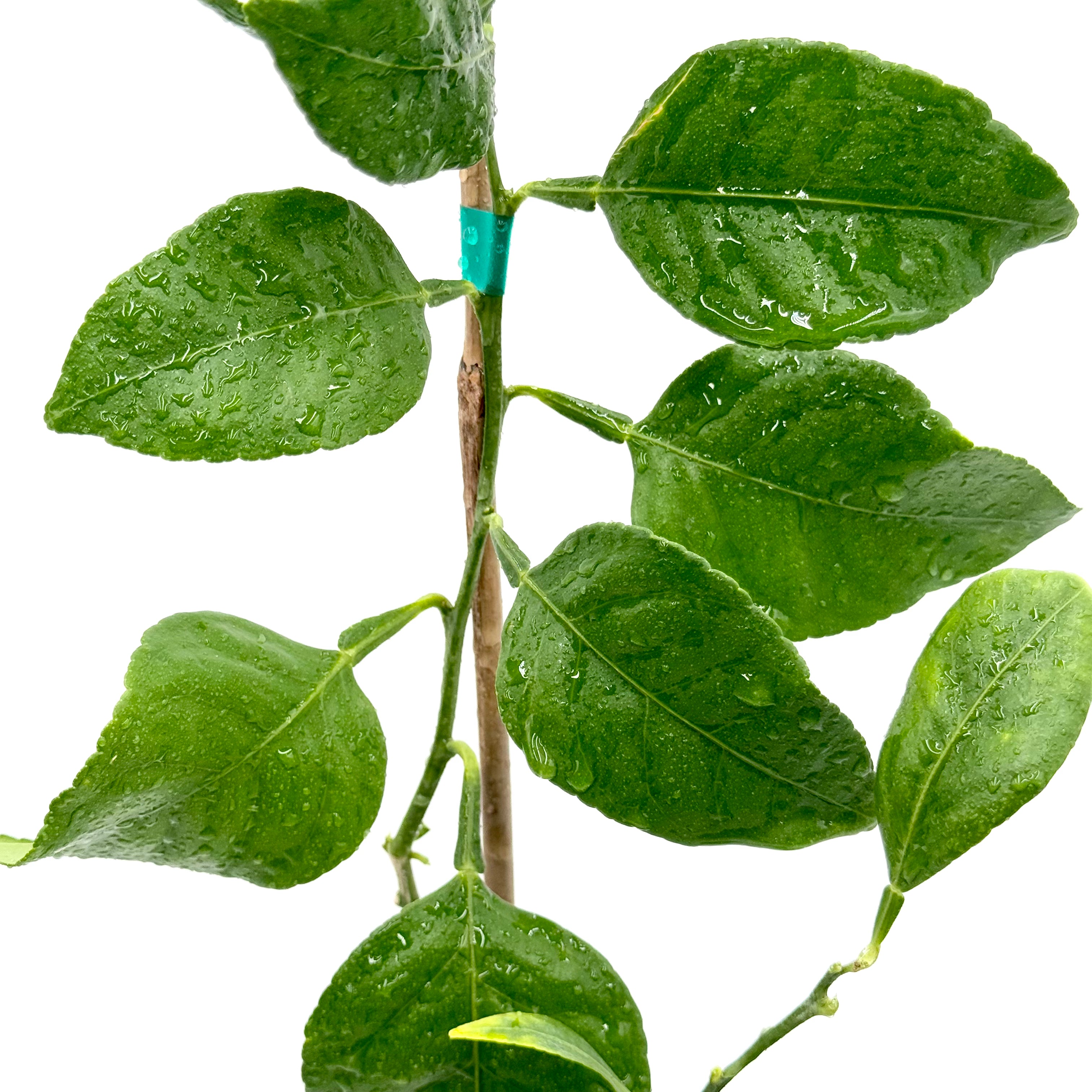 Kishu Mandarin Tree