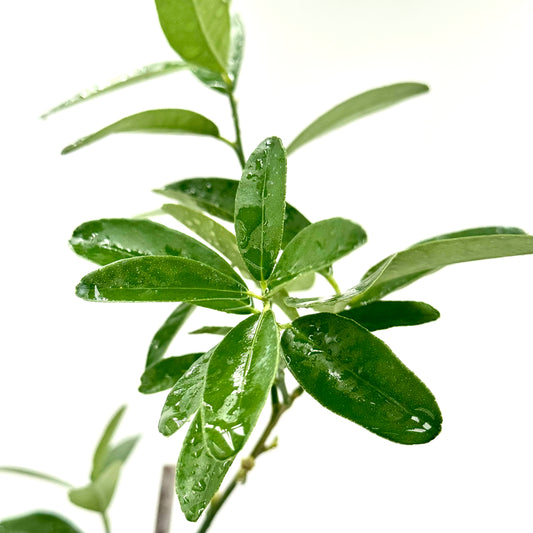 Eustis Kumquat Tree