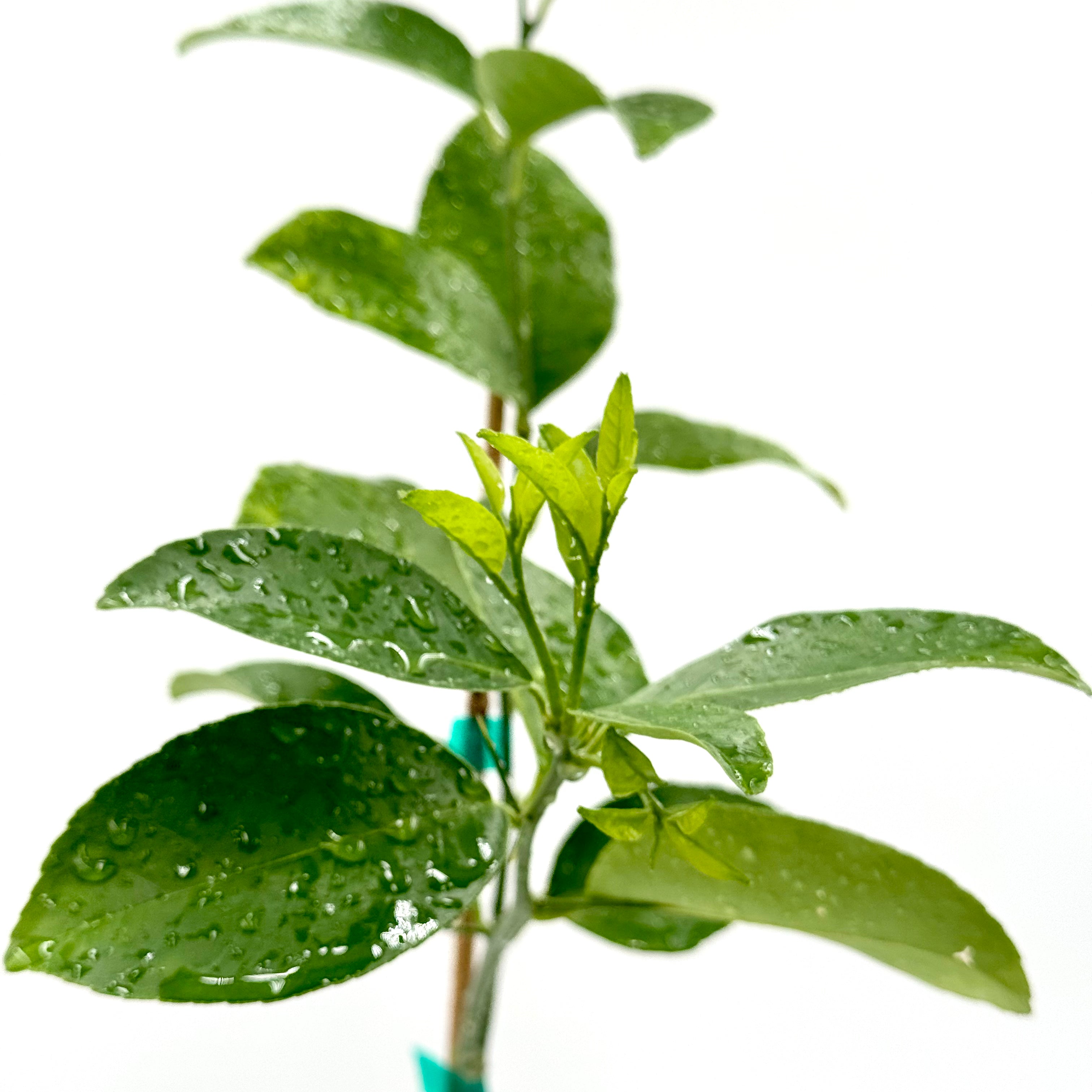Palestine Sweet Lime Tree