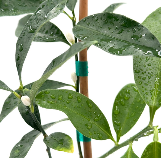 Meiwa Kumquat Tree