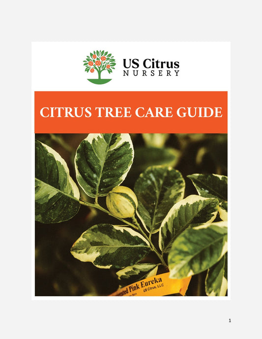 Persian (Bearss) Lime Tree