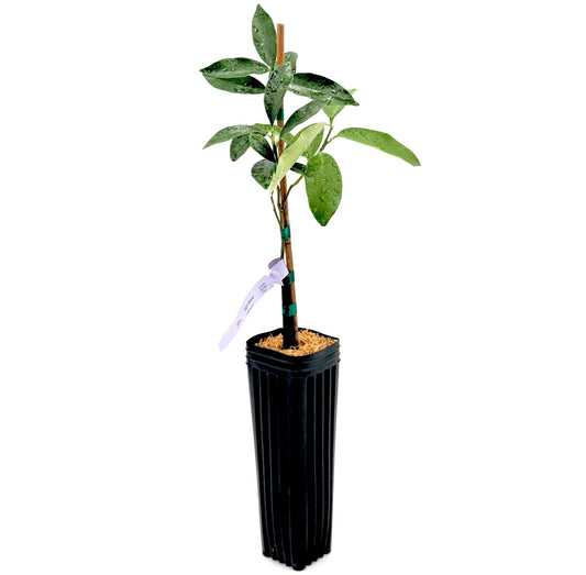 Meiwa Kumquat Tree