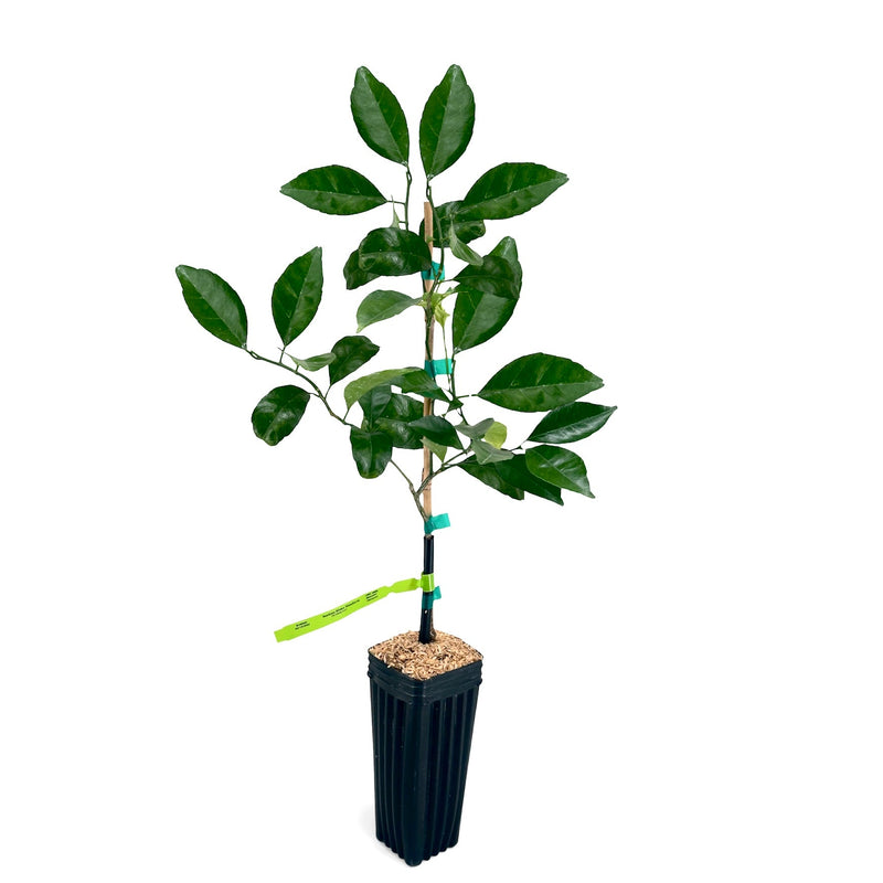 Kishu Mandarin Tree