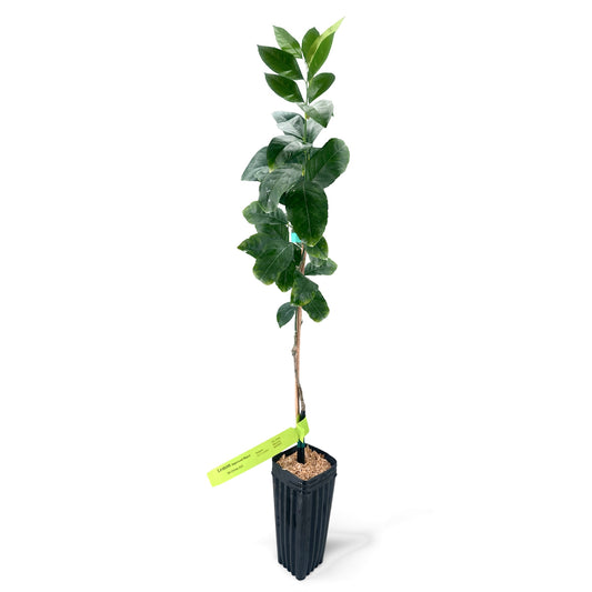 Meyer Lemon Tree