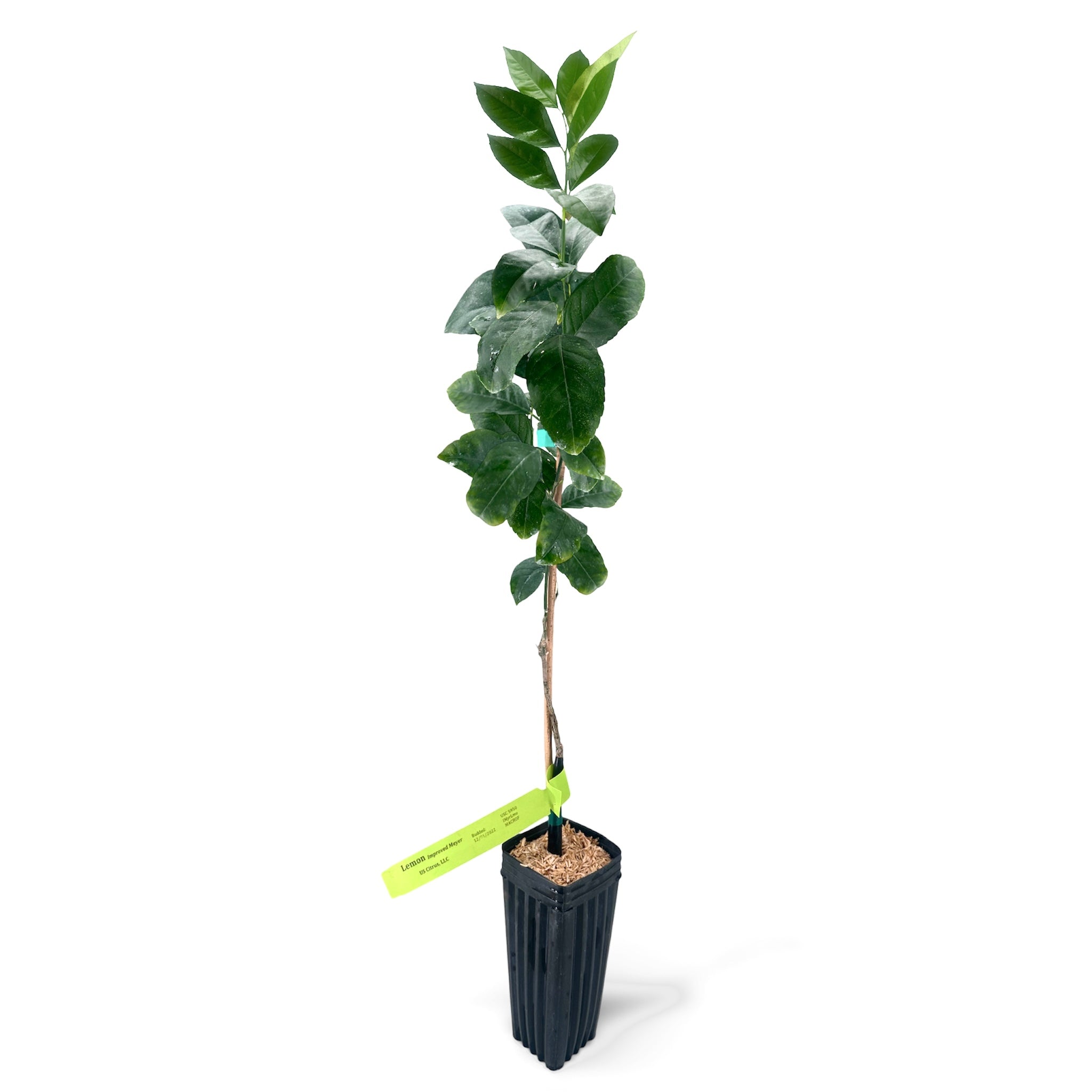 Meyer Lemon Tree
