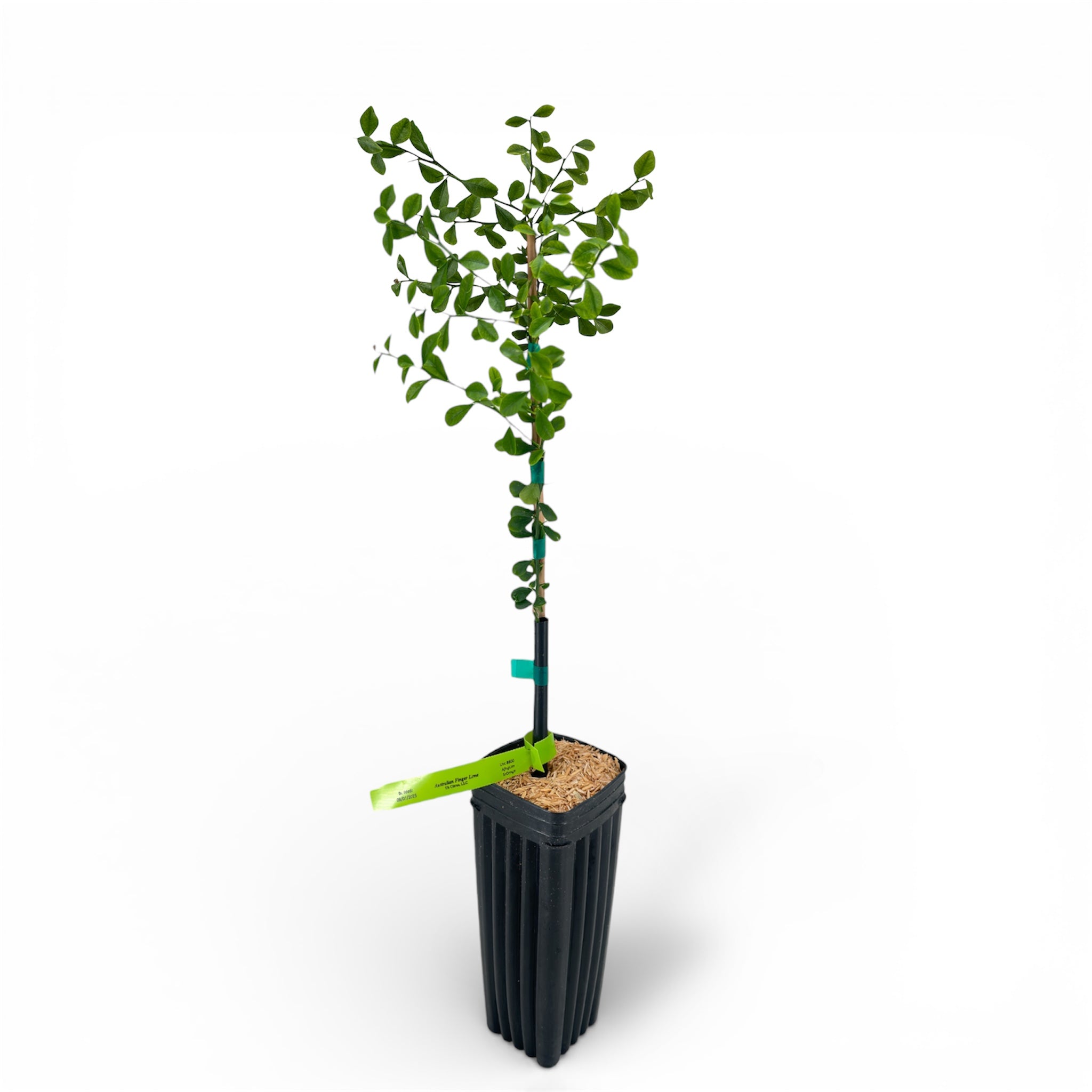 Australian Finger Lime Tree