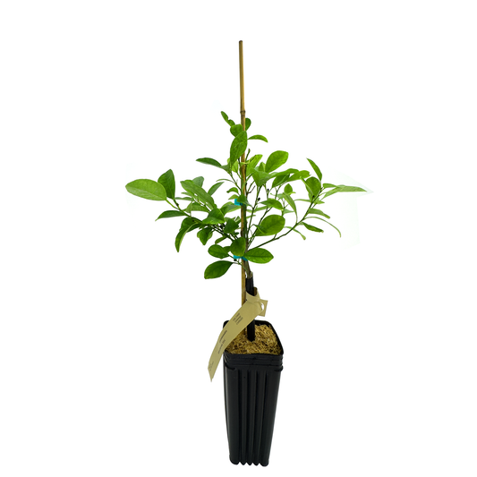 Calamondin Tree