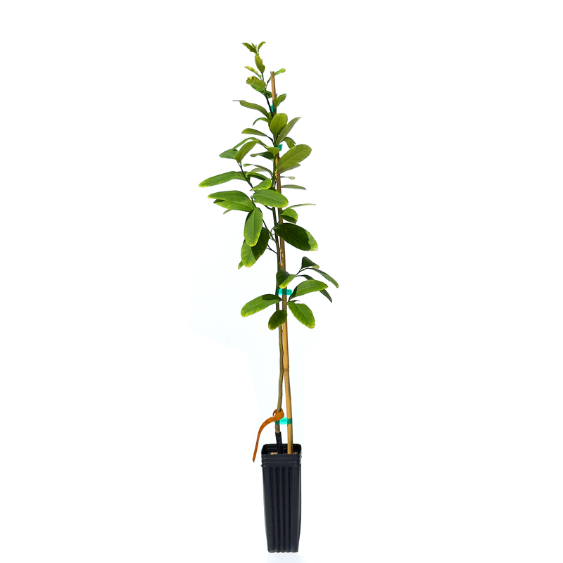 Etrog Citron Tree