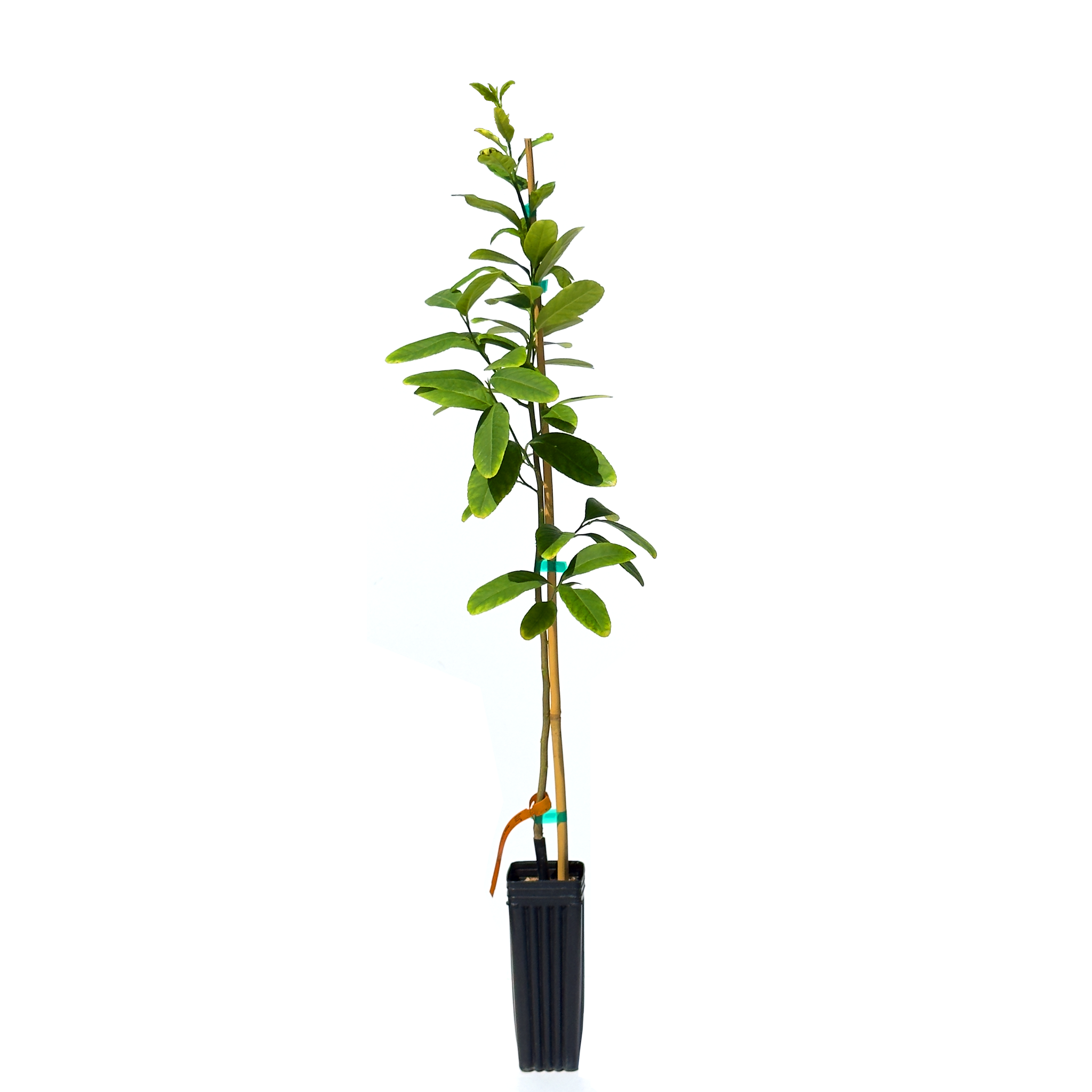 Etrog Citron Tree