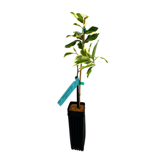 Pink Variegated Eureka Lemon Tree