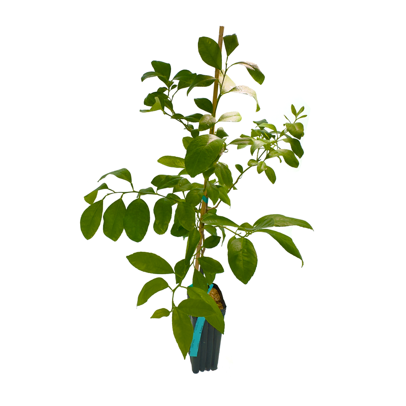 Rangpur Lime Tree