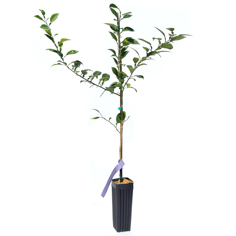 Yuzu Ichandrin Tree