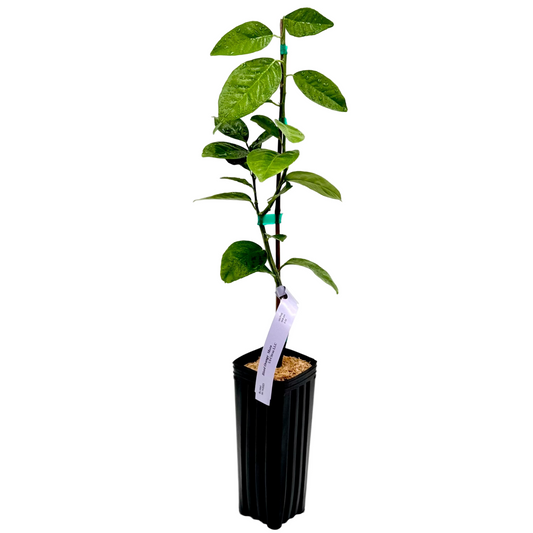 Moro Blood Orange Tree