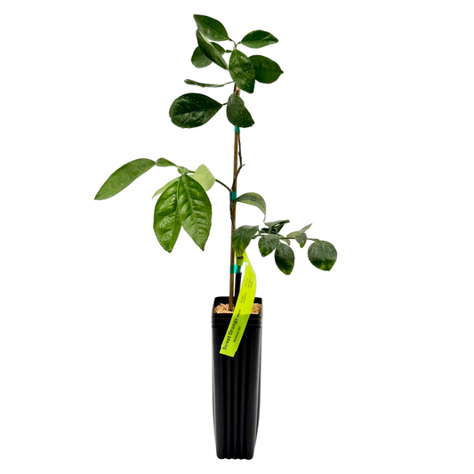 Marrs Orange Tree