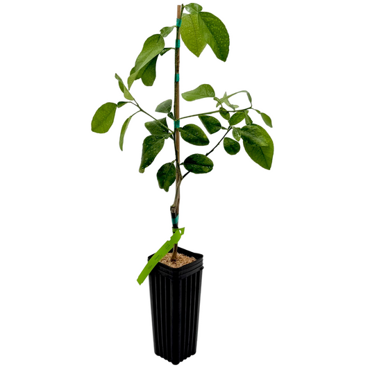Duncan Grapefruit Tree