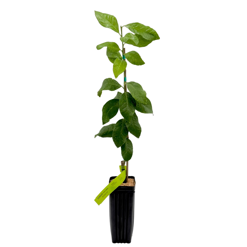 Eureka Lemon Tree